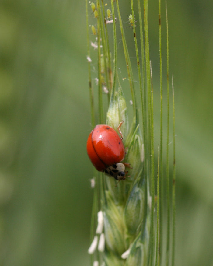 Harmonia axyridis ?